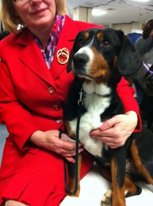 Photo of Entlebucher Mountain Dog Westminster 2012