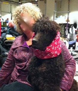 Photo of Curly Coated Retriever Ear Cover Westminster 2012
