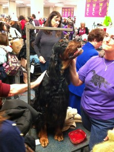 Photo of Gordon Setter Sniffing Westminster 2012