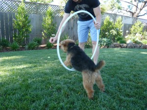 Photo of Cardiff Jumps Through Hoops for Treats (like Cardiff's Crunchies from www.LuckyDogCuisine.com)
