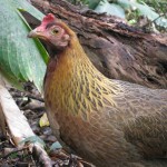 Photo of The Exotic and Wild Hen of Hawaii