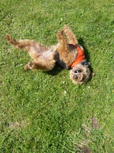 Photo of Cardiff Loves a Good Roll in the (Pesticide Free) Grass