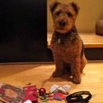 Photo of Cardiff Collar Identification Christmas Presents