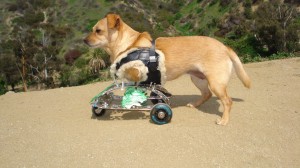 Photo of Binky LaRue Scoots Runyon Canyon on Her Wheels