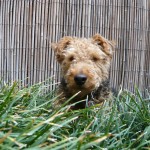 Photo of Cardiff Seeks Comfort in the Mono Grass in West Hollywood