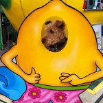 Photo of Cardiff Could Be Considered a Lemon by Health Standards Correlating with Breeding