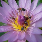 Photo of Bees Hover Around a Lovely Flower in Thailand