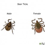 Photo of Deer Ticks Male Female