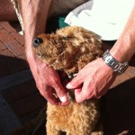 Photo of Some Dogs Prefer to Be Scratched Instead of Scratching Themselves