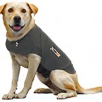 Photo of Thundershirt Yellow Labrador Dog