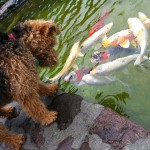 Photo of Cardiff Checks Out Some Fish That Could Provide His Daily Dose of Oil