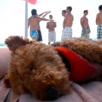 Photo of Cardiff Prefers Napping in the Shade on Hot Summer Days