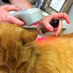 Photo of Pump My Cat From Hell Needle Laser Acupuncture