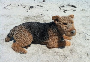 Photo of Cardiff Loves to Roll In and Cover Himself With Sand at the Beach