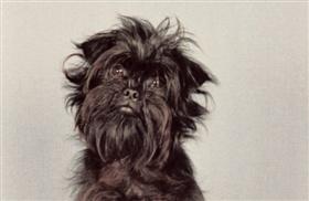 Affenpinscher-PN-022013.lg