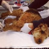 Image: Cardiff is restrained by Veterinary Cancer Group technicians for his last dose of Vincristine (the one that caused the reaction reported in Unexpected Side Effects of Chemotherapy Treatment)