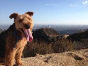 cardiff-lookout-over-la