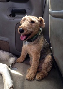 Gryffin Welsh Terrier car