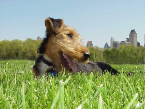 Gryffin Welsh Terrier grass