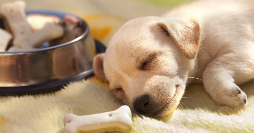 Understanding the Nutritional Needs of Puppies