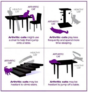 arthritis-graphic