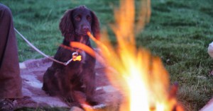 pet-fire-safety