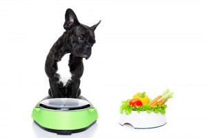 french bulldog dog with healthy vegan food bowl,sitting on a weight scale, isolated on white background