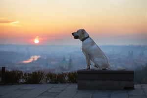 Yellow labrador retriever is looking at the sunrise