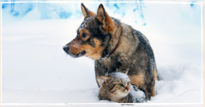How to Keep Your PetSafe in Cold Weather