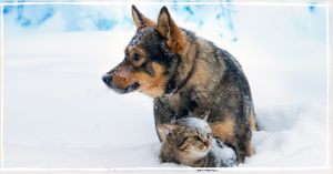 How to Keep Your PetSafe in Cold Weather 