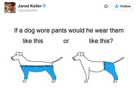 dog-pants.lg