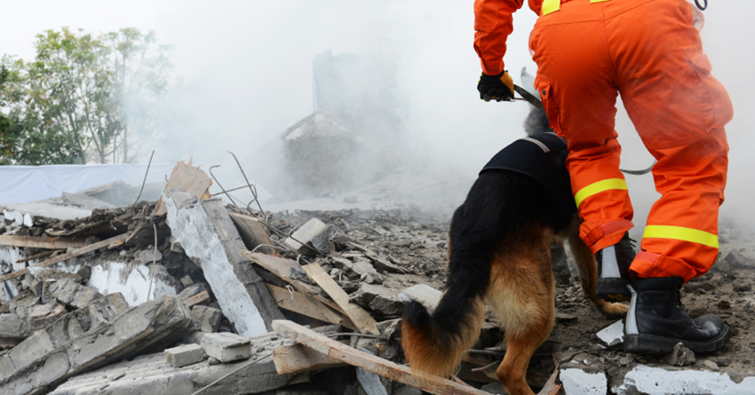 Search and rescue forces search through a destroyed building with the help of rescue dogs.
