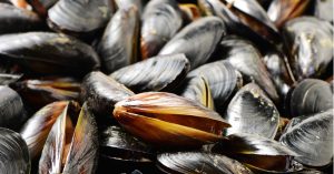 mussel-blog