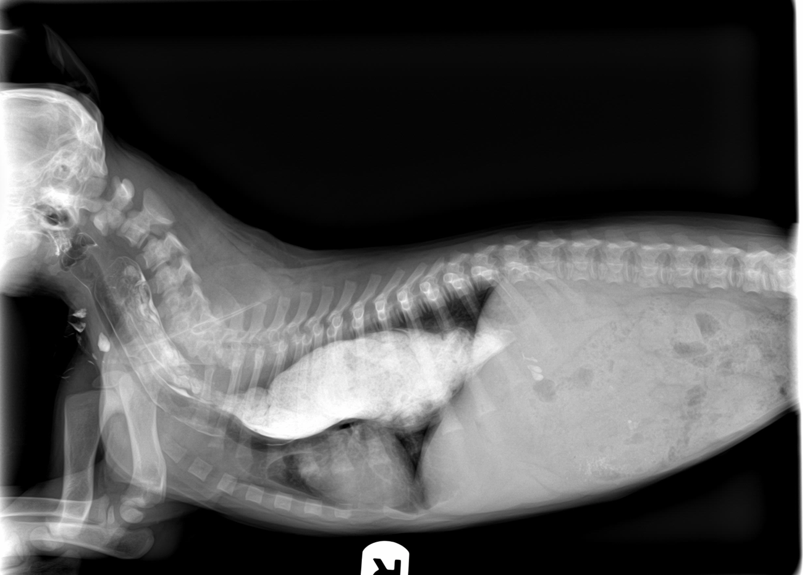 Пищевод кошки. Идиопатический врождённый мегаэзофагус. Мегаэзофагус у собак рентген. Дивертикул пищевода у собак рентген.