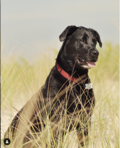 Memorial photo of Labrador Retriever Mix sitting happily in grass